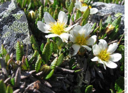 White Mountain Avens on the lower section of the ridge