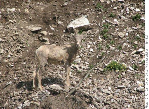 One of seven ewes in Highwood valley