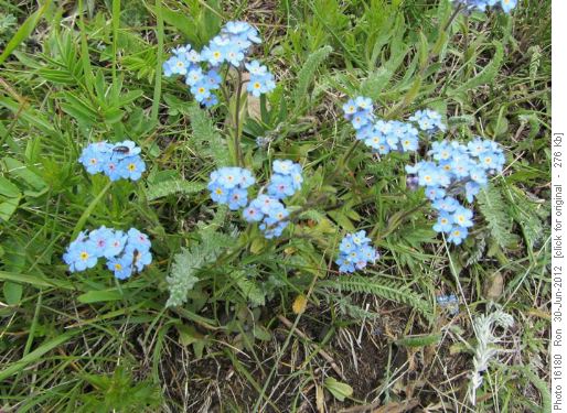 Alpine Forget-me-nots