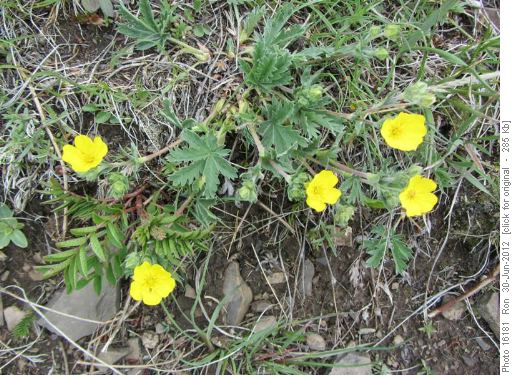 Mountain Meadow Cinquefoil on Pigeon Mtn
