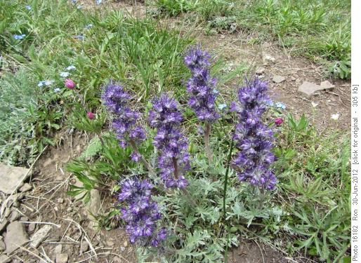 Silky Scorpionweed on Pigeon Mtn