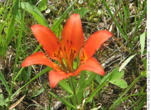 Wood lillies were in full bloom