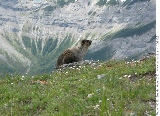 Four marmots - here's mom protecting her baby