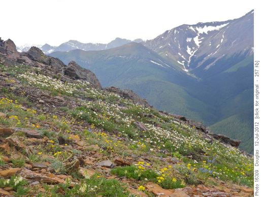 Lots of flowers along the ridge