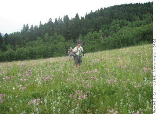 Field of flowers on the ascent