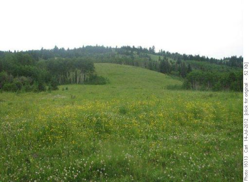 Field of flowers on the descent