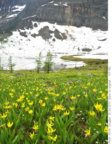 Lilies were nice at Eohippus but the lake was still mostly frozen