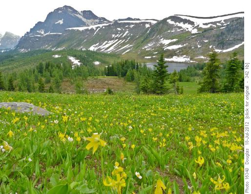 Looking back from the Healy Meadows