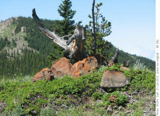 Nature's wood and rock art