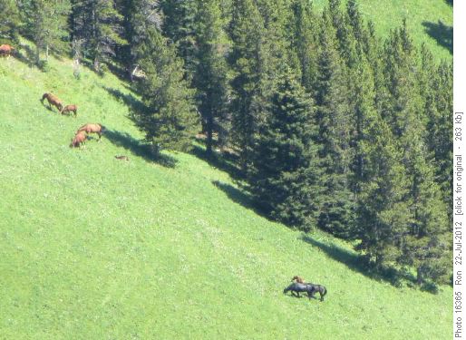 Wild horses