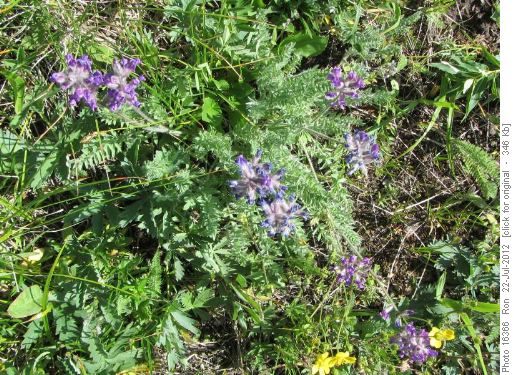 Inflated oxytrope (oxytropis podocarpa)