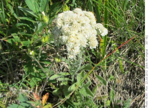 Unknown flower on Powderface Ridge trail