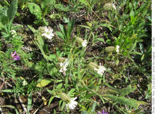 Alpine Lanterns on Powderface Ridge trail