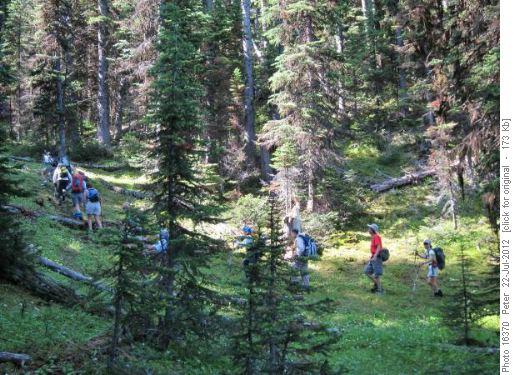 Forest trail to the col