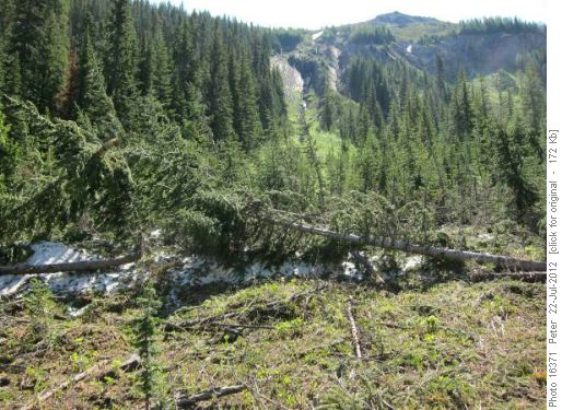 Avalanche debris