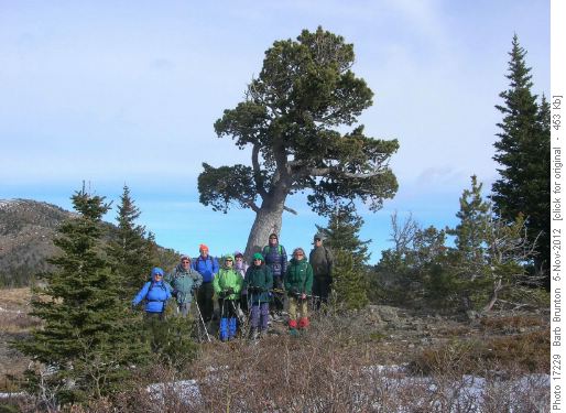 Group at Boundary Pine