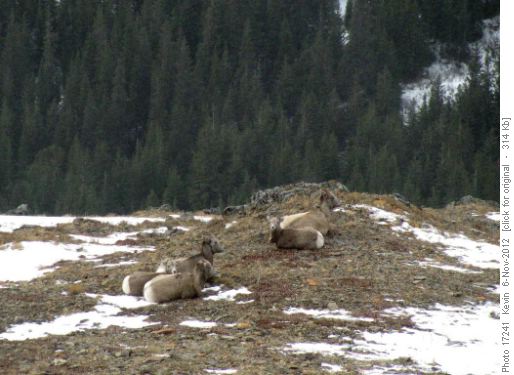 Watching our 'watchers' from above on the ridge