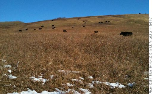 Dry Hillside