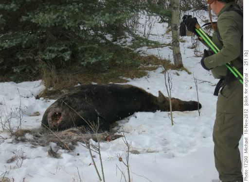 Dead moose