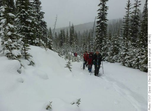 On the logging road into the lake