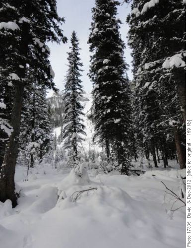 Red Earth Creek Possible Avalanche run out 2