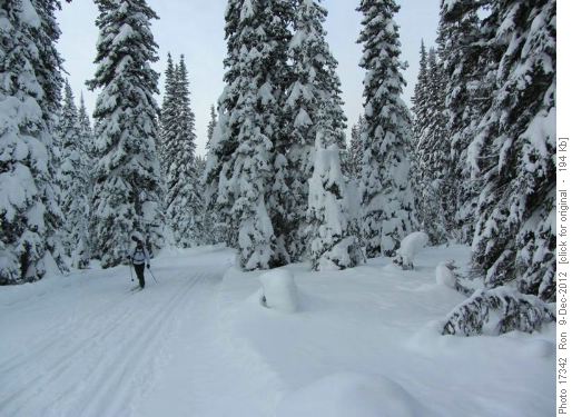 Blueberry Hill trail