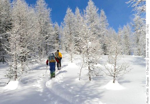 Climb through the larches