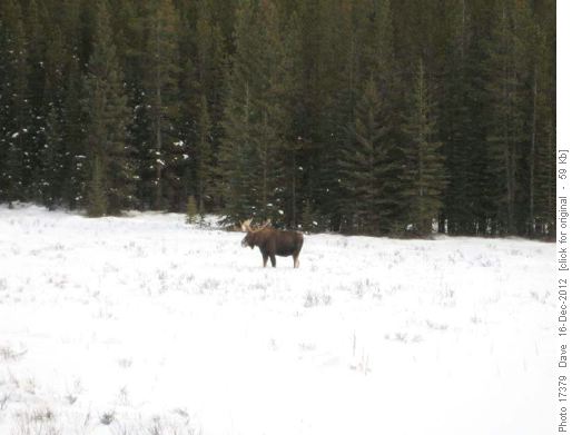 Bull moose in meadow