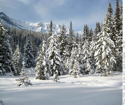 Snow decorations on the forest