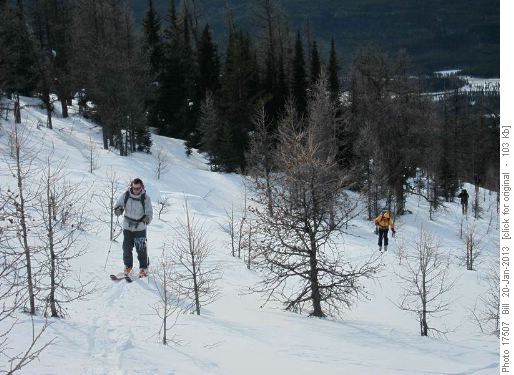Up through the larch forest
