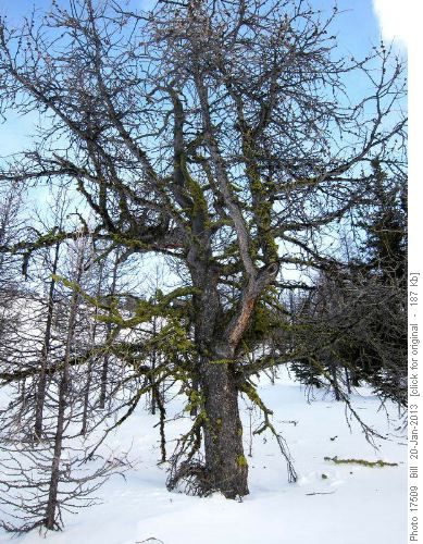 Big larches with heavy lichen growth