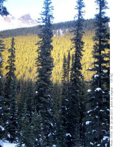 The treed slope to Helena Ridge, showing the upper glade