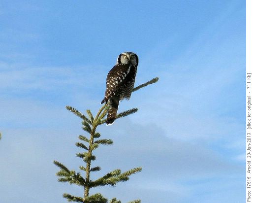 Northern Hawk Owl Checking out snow conditions for run down
