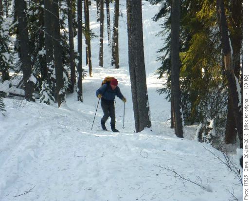 Hard snow conditions trail with needles and twigs
