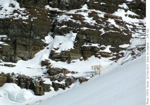 Curious goat inspecting our turns