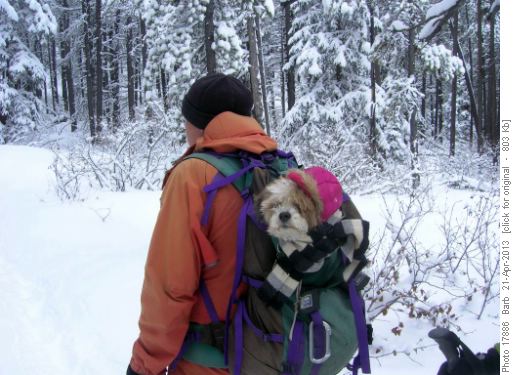 Canine transport