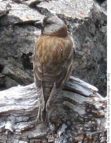 Coastal Grey Crowned Rosy Finch