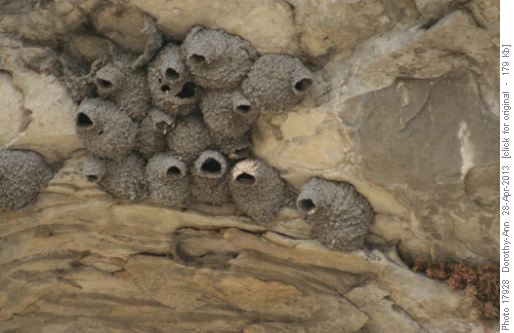 Swallow nests