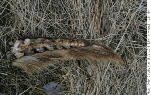 'Detached' porcupine tail