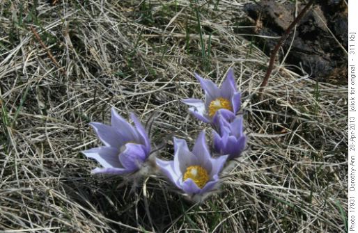First Crocus