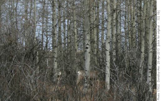Deer lurking in the trees