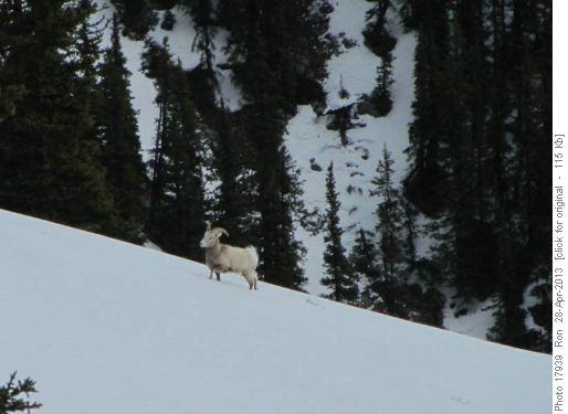 Sheep below the Lady Macdonald trail