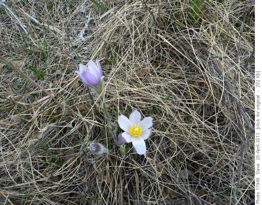Crocus