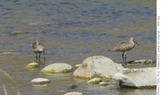 Marbled godwits at Chestermere Lake