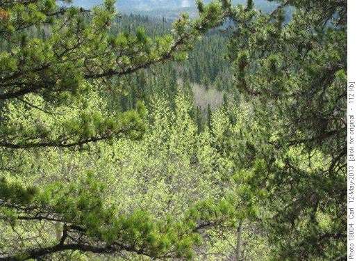 Green aspen leaves at last!