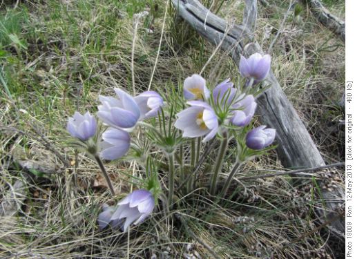 blooming crocus