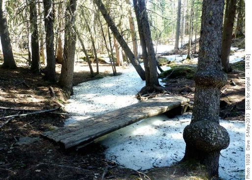 Ice along creek