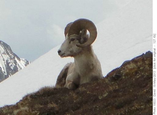 Big Brother on Opal Ridge South