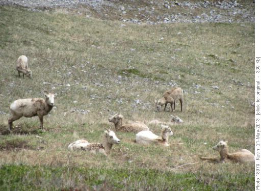 Moms and their young on the slopes below the saddle