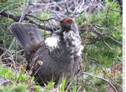 Blue Grouse on the Grizzly Peak trail